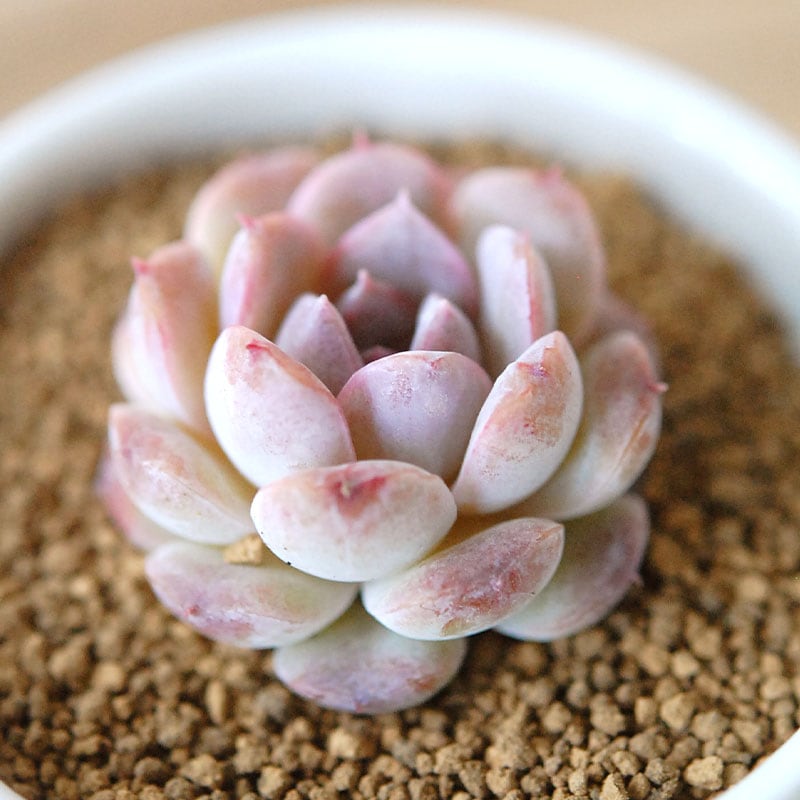 交配種 / Echeveria
