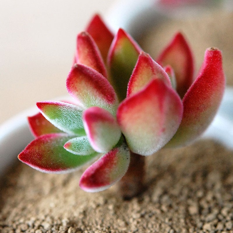錦晃星 / Echeveria pulvinata