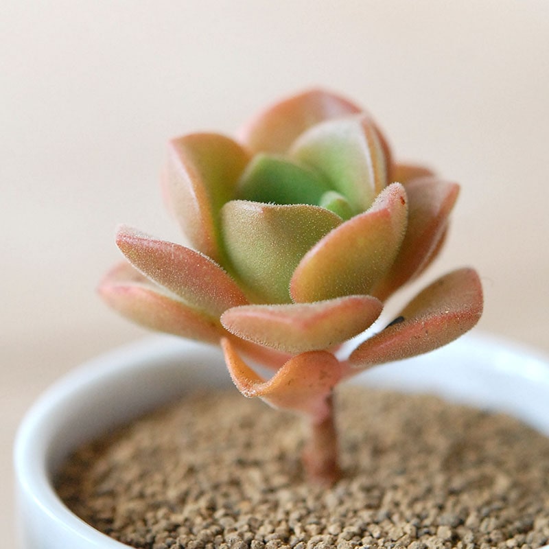 リリーパッド / Aeonium