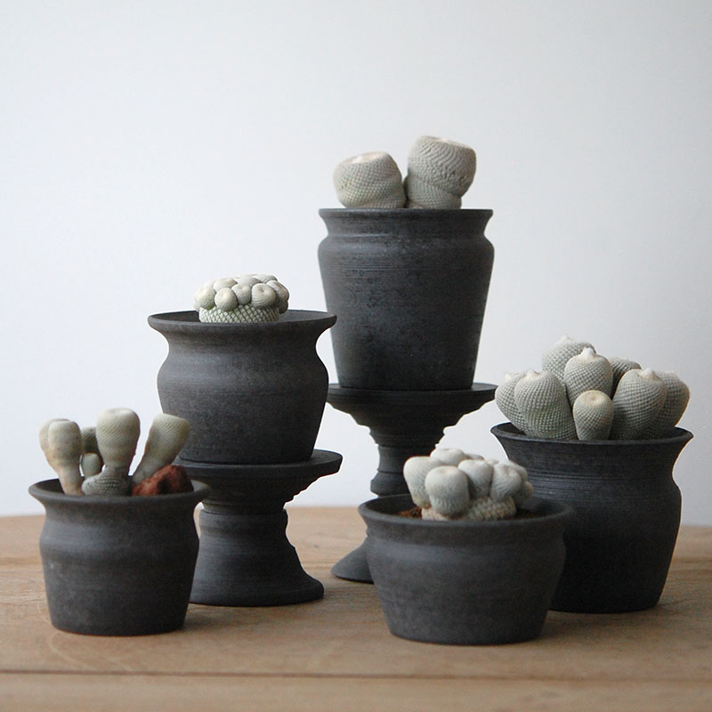 Epithelantha 小人の帽子