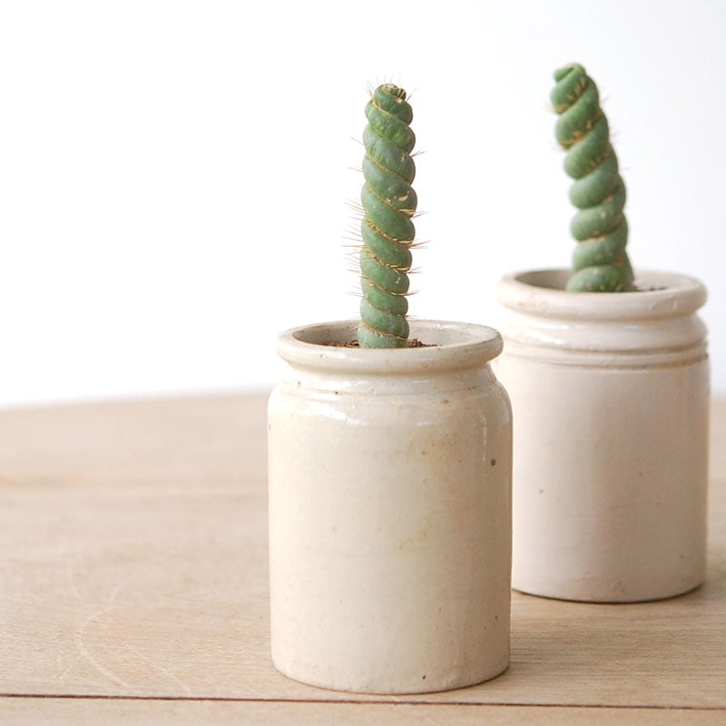 Eulychnia castanea spiralis x antique イギリスジャーm