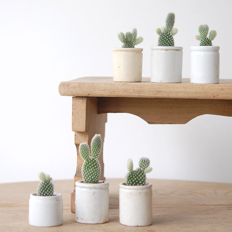 Opuntia 象牙団扇 x antique イギリスジャーs