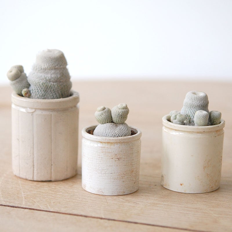 Epithelantha 小人の帽子 x antique イギリスジャー