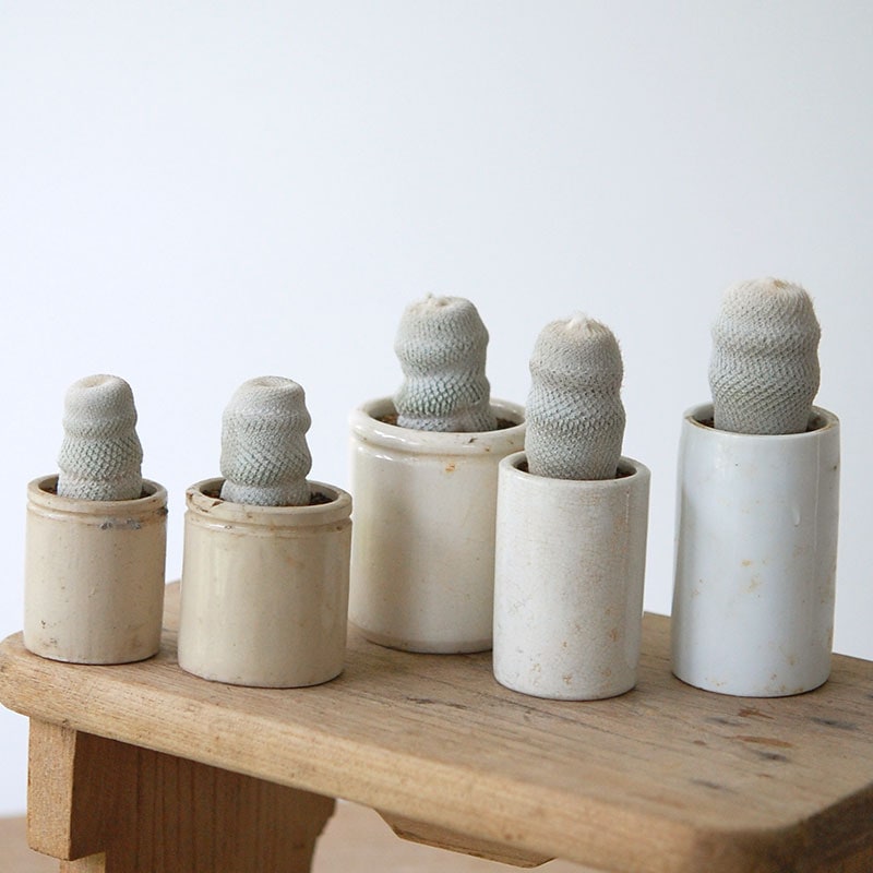 Epithelantha 小人の帽子 x antique イギリスジャー