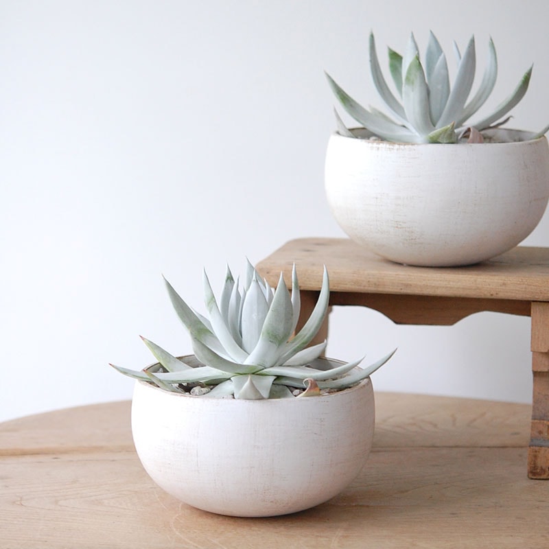 Dadleya 仙女盃 x ホワイトロウポットs