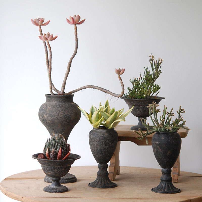 Succulent x アイアンゴブレット