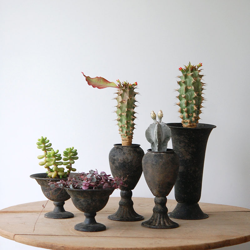 Succulent x アイアンゴブレット