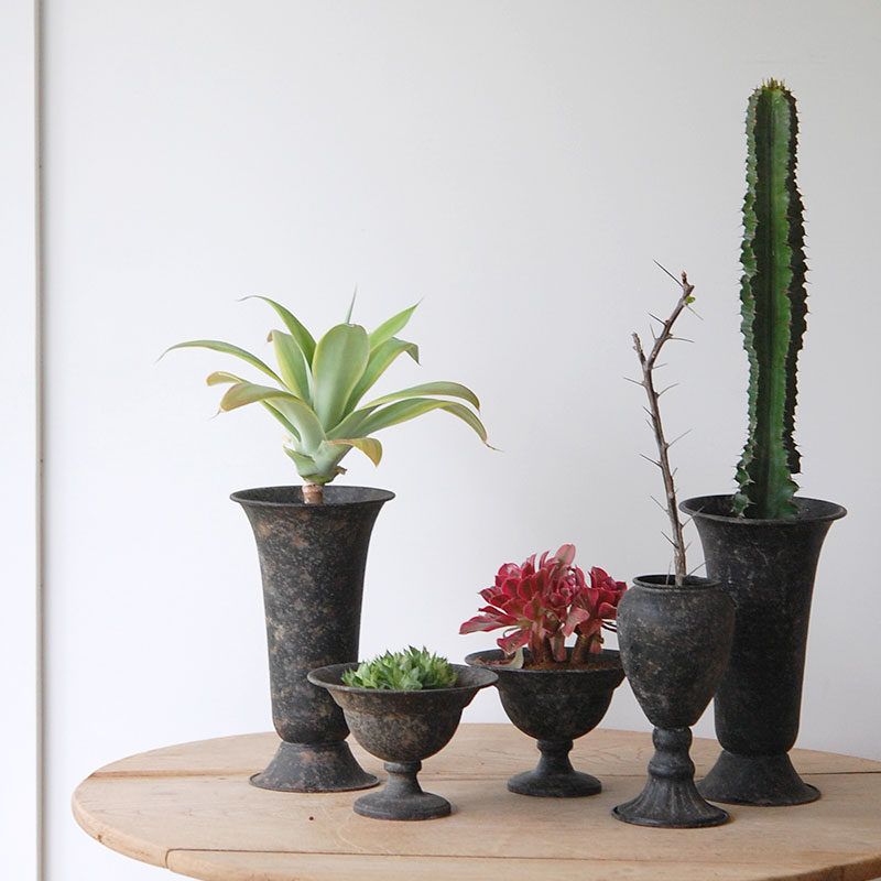 Succulent x アイアンゴブレット