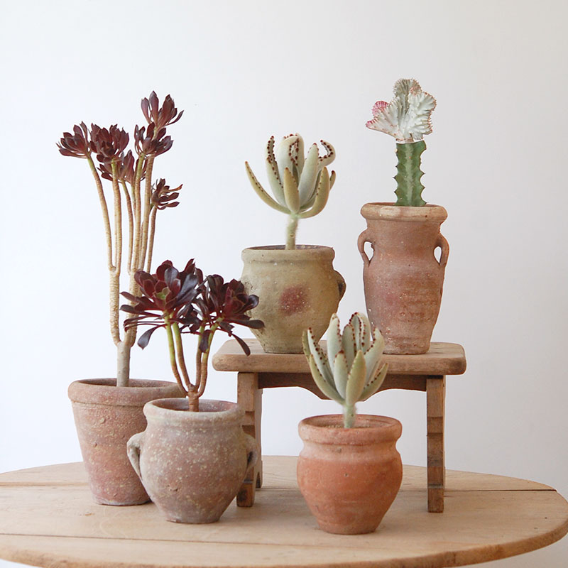 succulent x desert pot