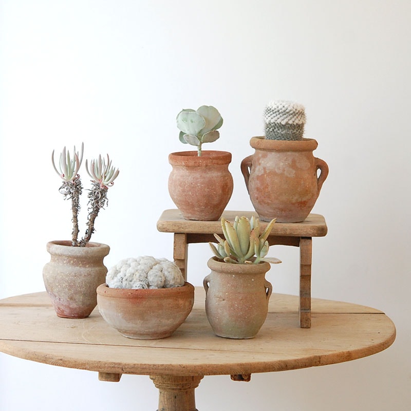 succulent x desert pot