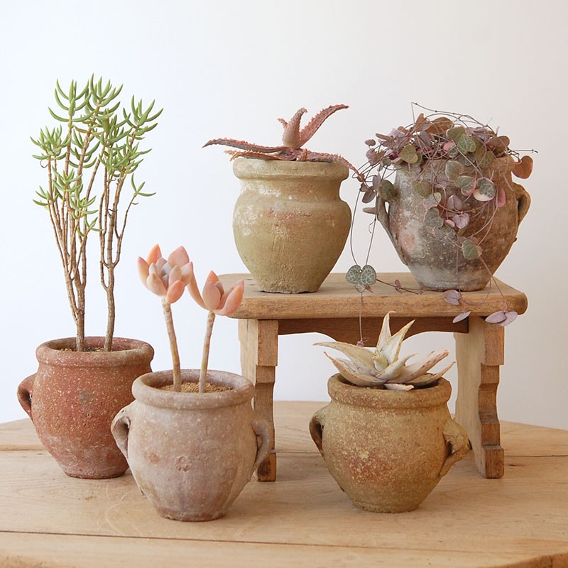 すべての商品の通販・販売｜多肉植物の専門店 solxsol（ソルバイソル）