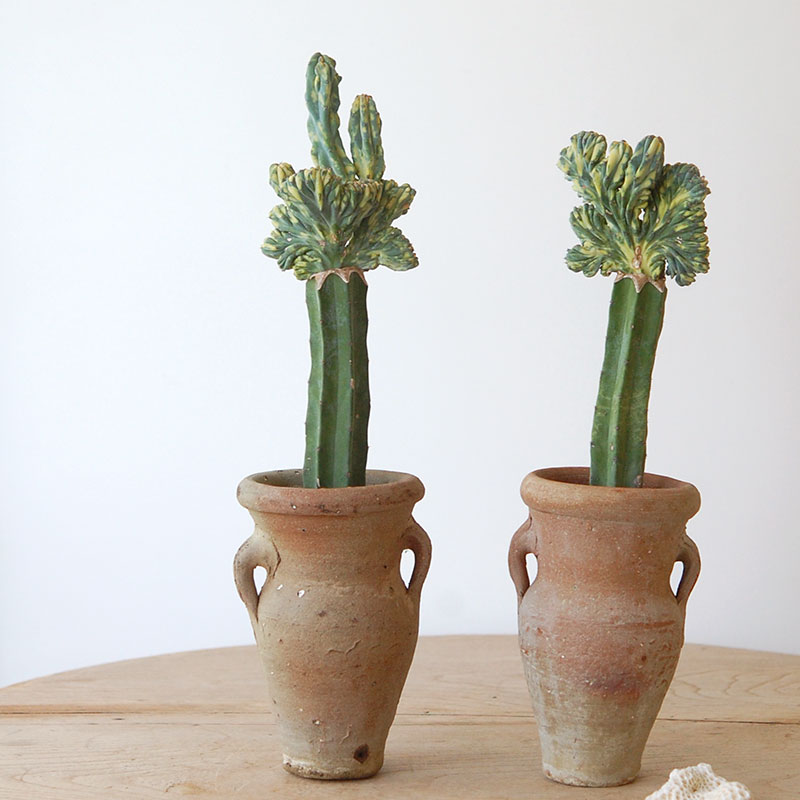 竜神木セッカ x desert pot