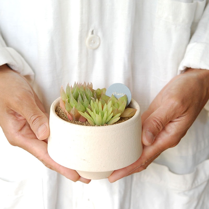 ダリア　ソリド　ベスパ　dalia-solido 送料無料！【 HAWORTHIA】 Mother's day gift 2026 x Japan made