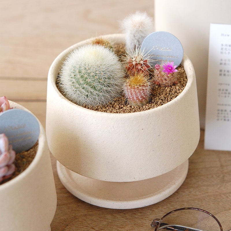送料無料！【 CACTUS 】 Mother's day gift 2026 x Japan made recycle