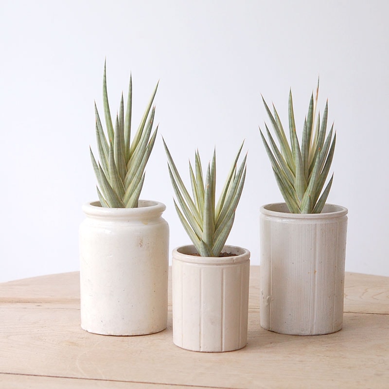 Sansevieria  francisii 錦 x antique pot 