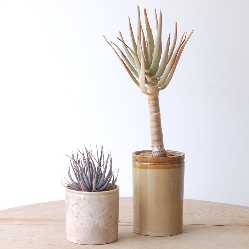 Aloe x antique pot