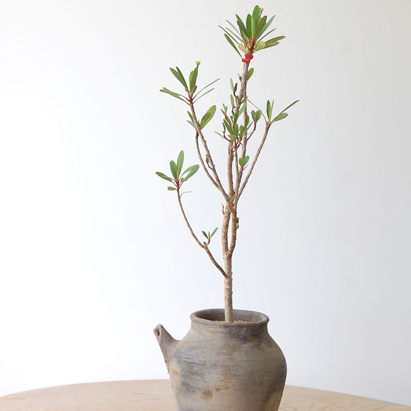 Euphorbia x 日本の焼物