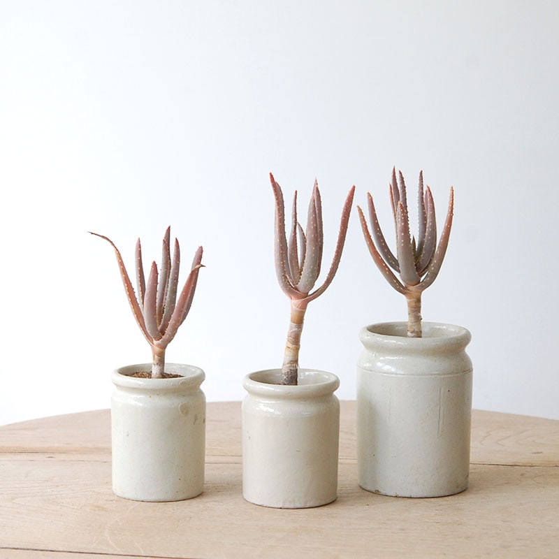 Aloe ディコトマ x antique pot