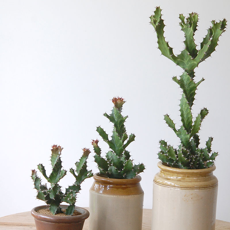 Euphorbia スピラリス x antique pot
