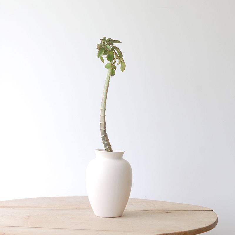 Kalanchoe プロサフェラ x white pot