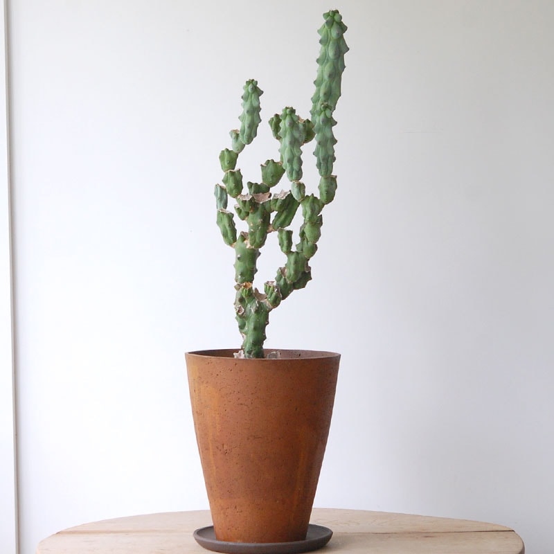 Myrtillocactus 福禄竜神木ブランチ x ブラウンポット