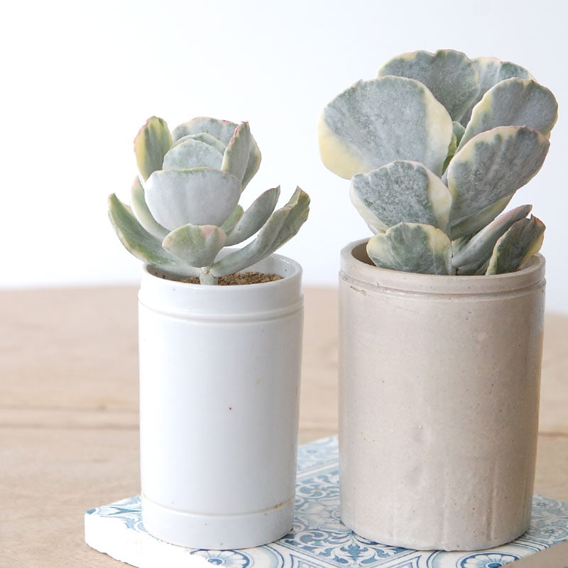 Cotyledon 旭波の光 x antique イギリスジャー