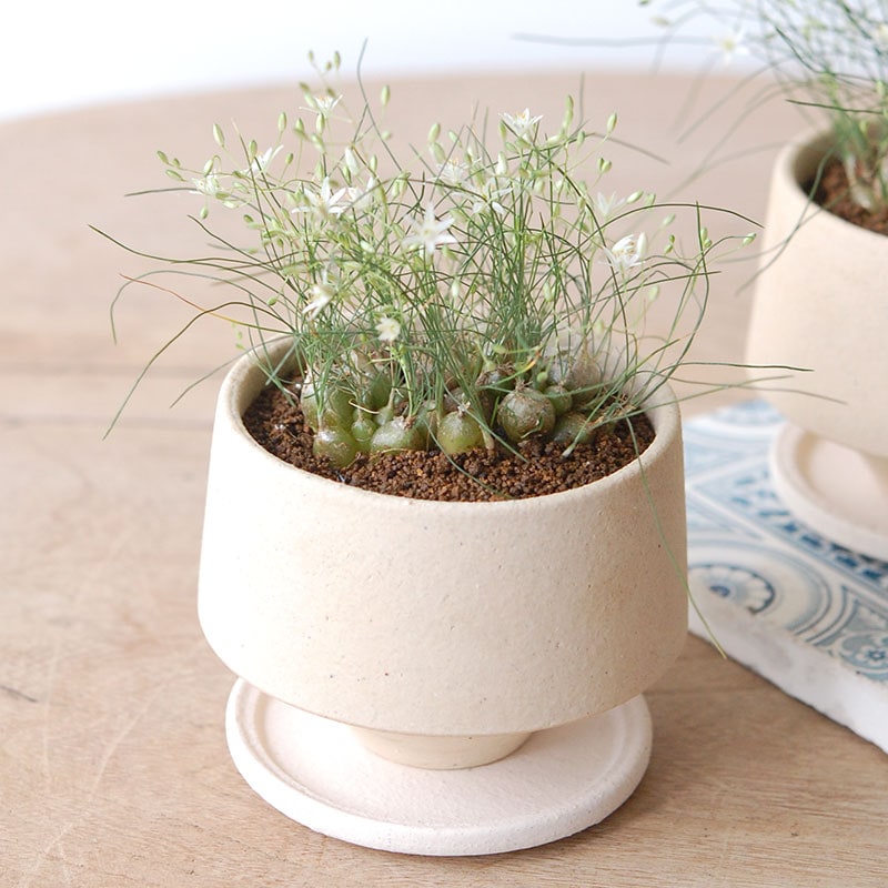 Ornithogalum sp. x pot