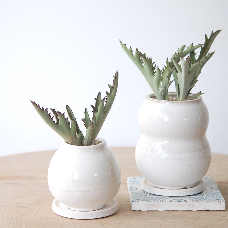 Kalanchoe シンセパラ x pot