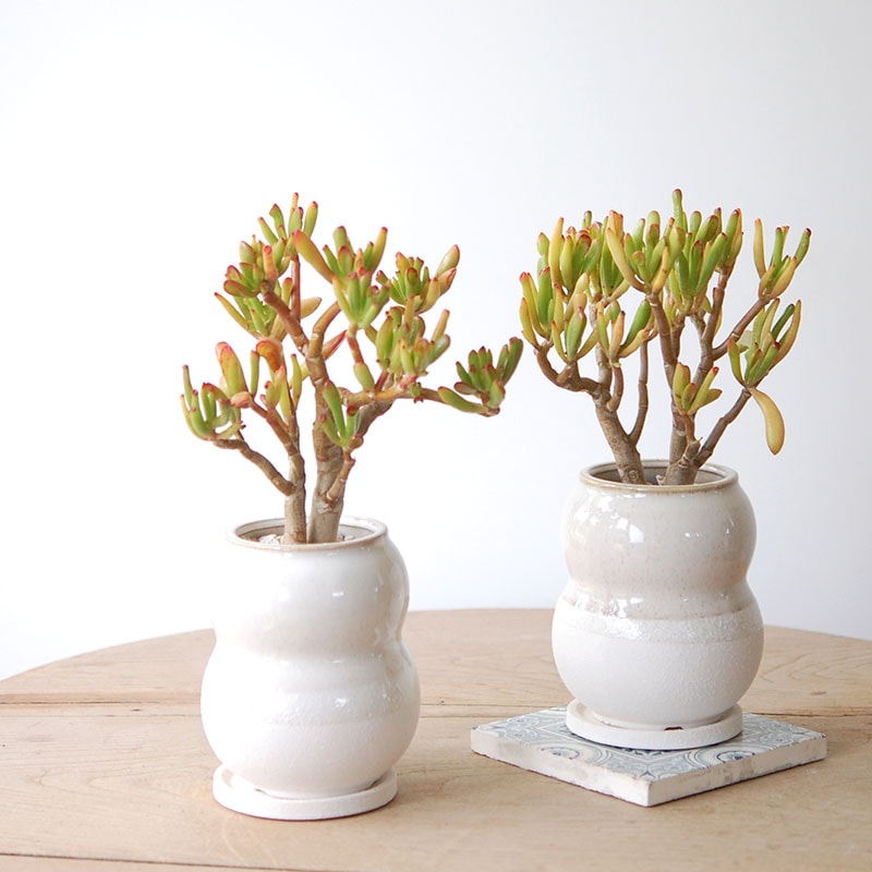 Crassula ゴーラム x pot