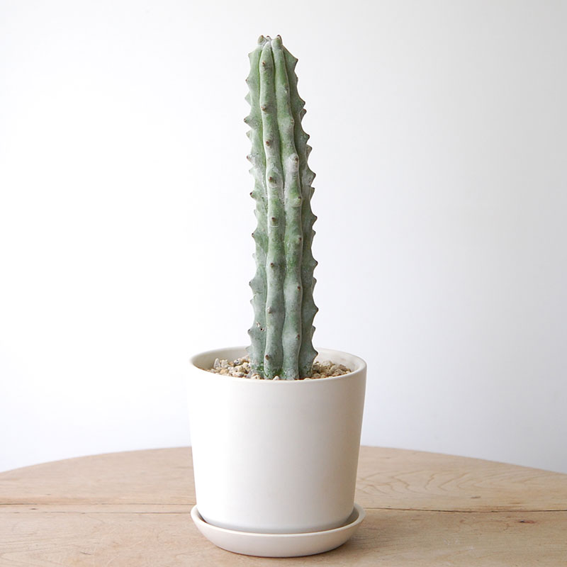 Stenocereus beneckei x pot
