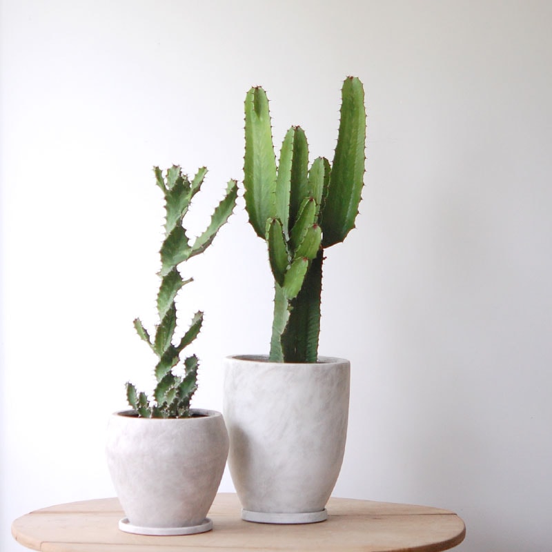 Euphorbia x pot