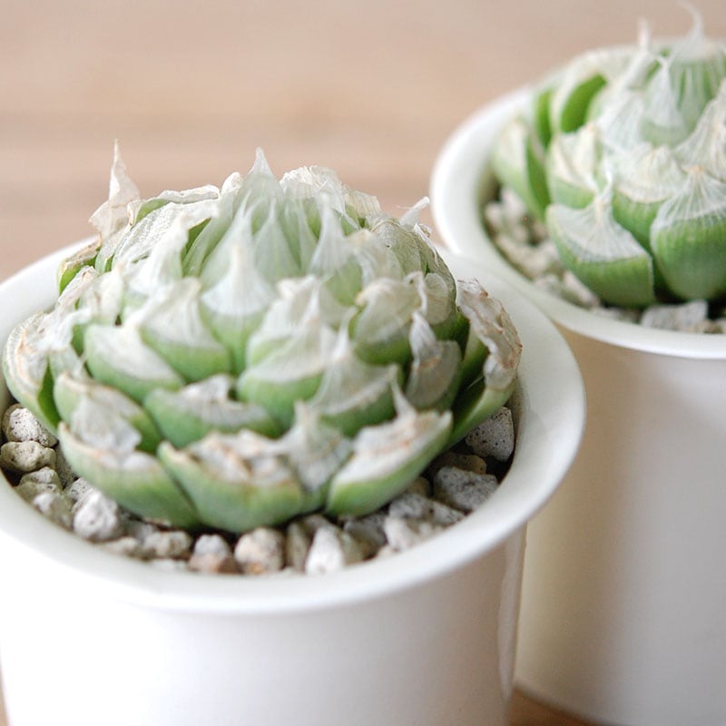 Haworthia ロックウッディー x 石川若彦さんの器