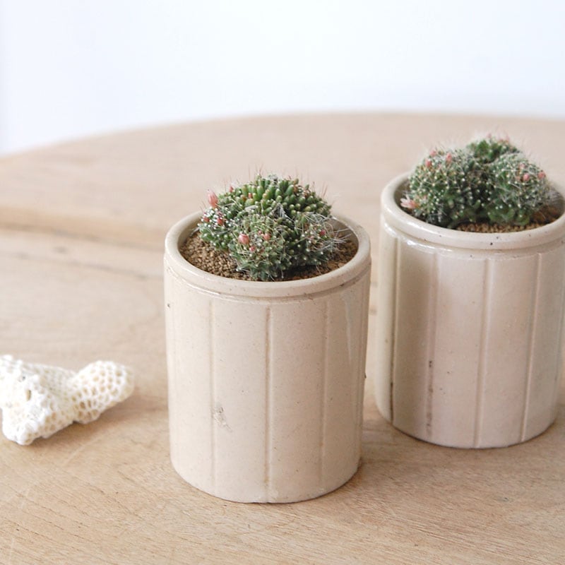 Mammillaria  ペインテリー x antique イギリスジャー