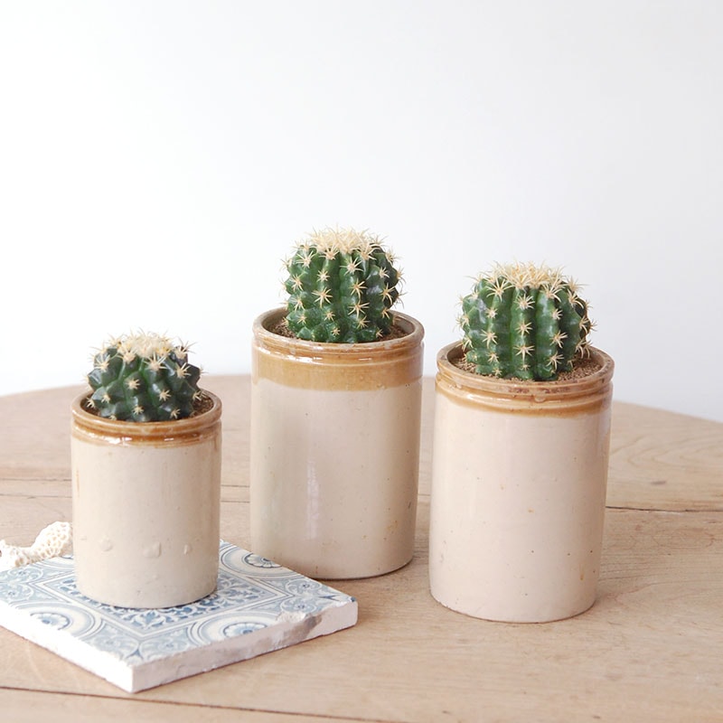Echinocactus 短刺金鯱 x antique イギリスジャー
