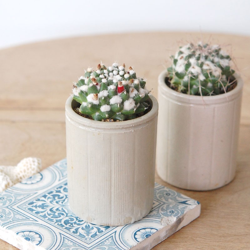 Mammillaria ブカレンシス x antique イギリスジャー