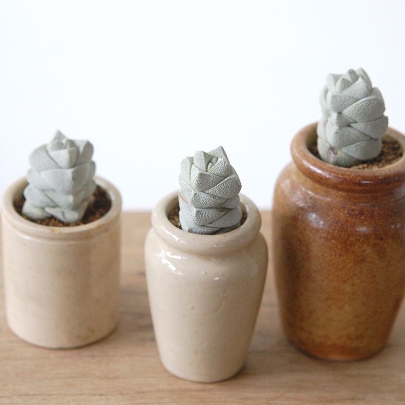 Crassula 稚児姿 x antique イギリスジャー
