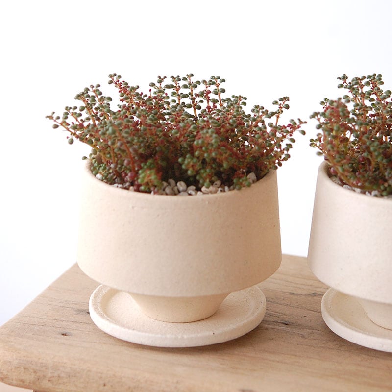 Pilea グロボーサ x pot