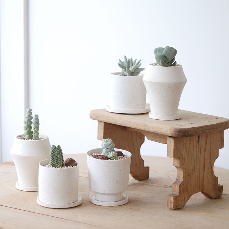 Crassula x pepper pot