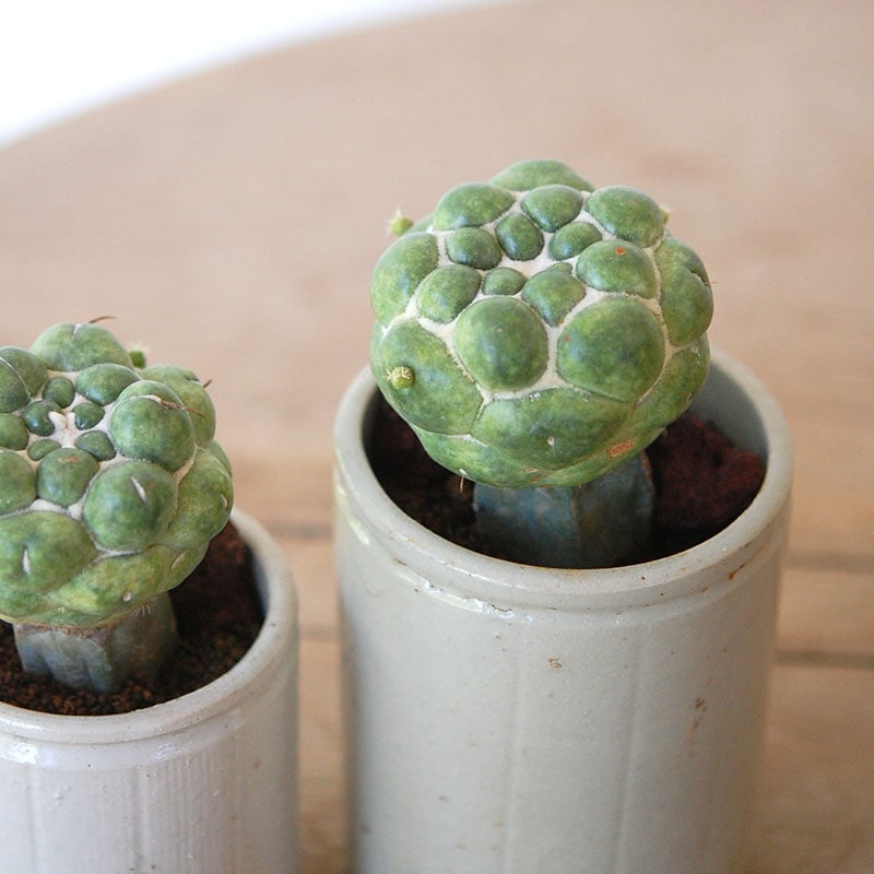 Coryphantha 棘無象牙丸 x antique イギリスジャー