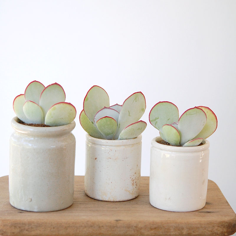 Cotyledon 白眉 x antique イギリスジャー