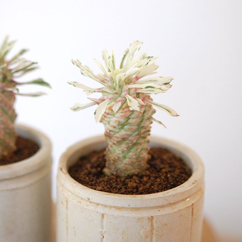 Euphorbia 斑入パイナップルコーン x antique イギリスジャー