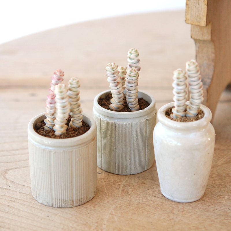 すべての商品の通販・販売｜多肉植物の専門店 solxsol（ソルバイソル）