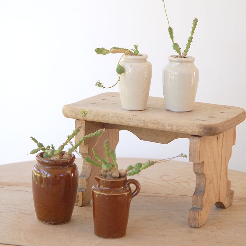 Euphorbia グロボーサ x antique イギリスジャー