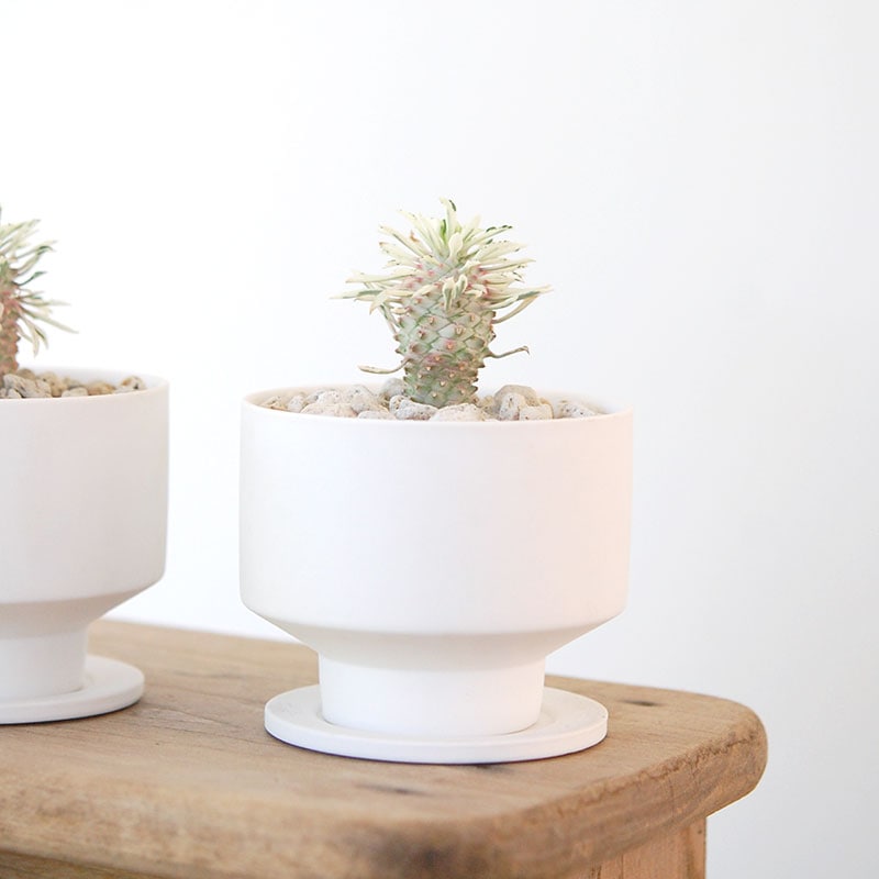 Euphorbia 斑入パイナップルコーン x white pot