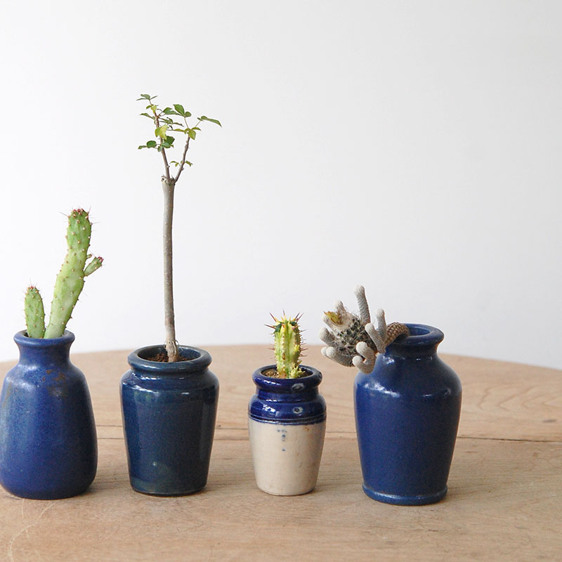 succulent x bule antique イギリスジャー