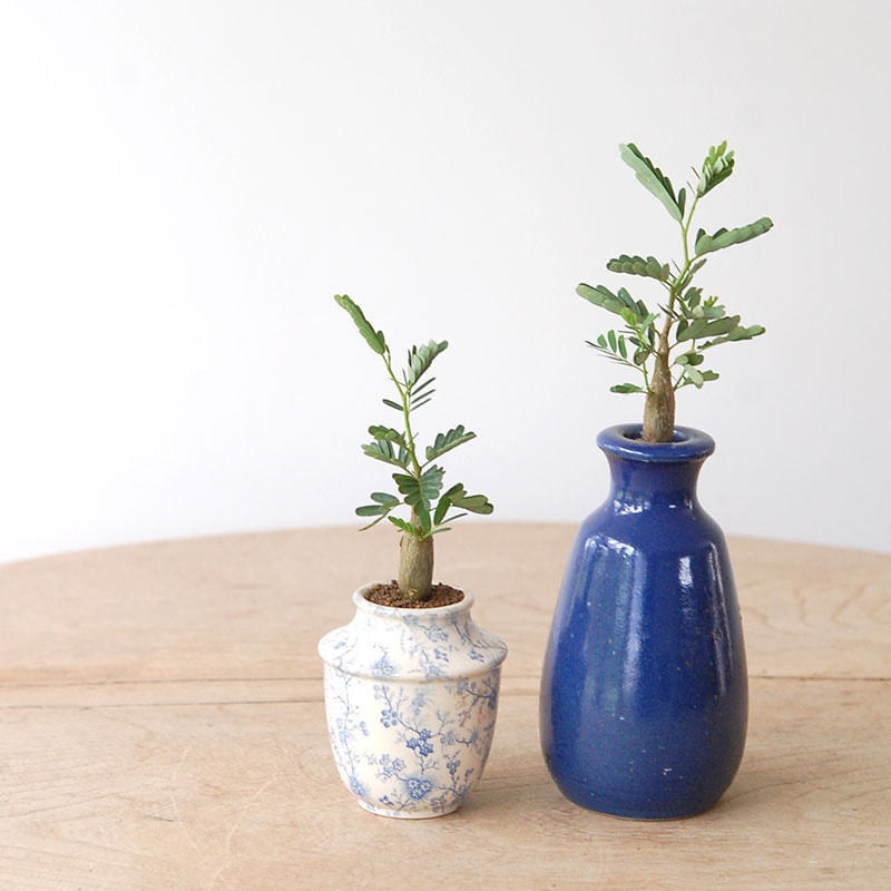 succulent x bule antique イギリスジャー