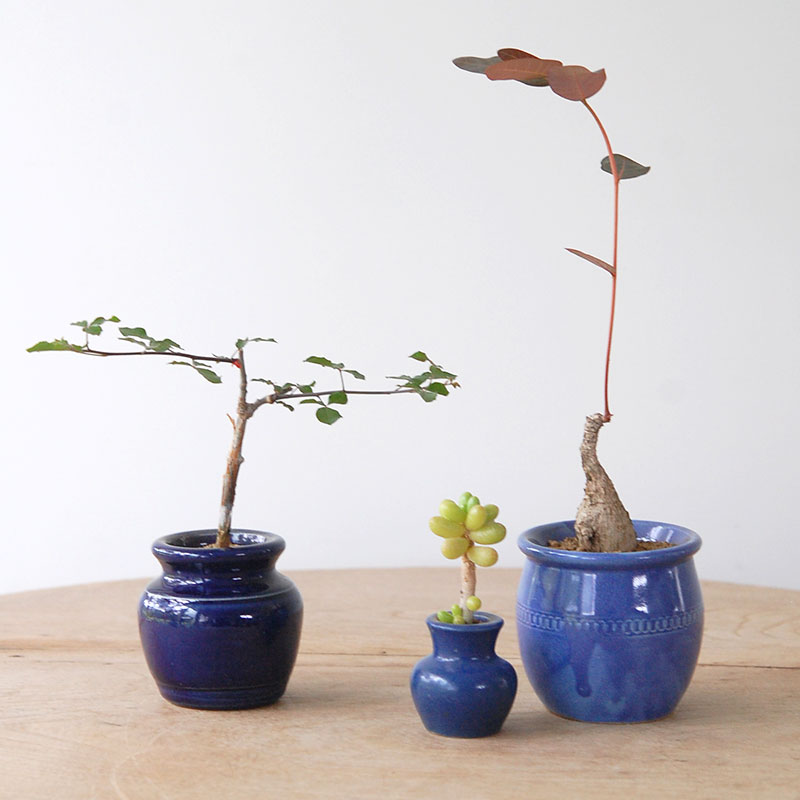 succulent x bule antique イギリスジャー