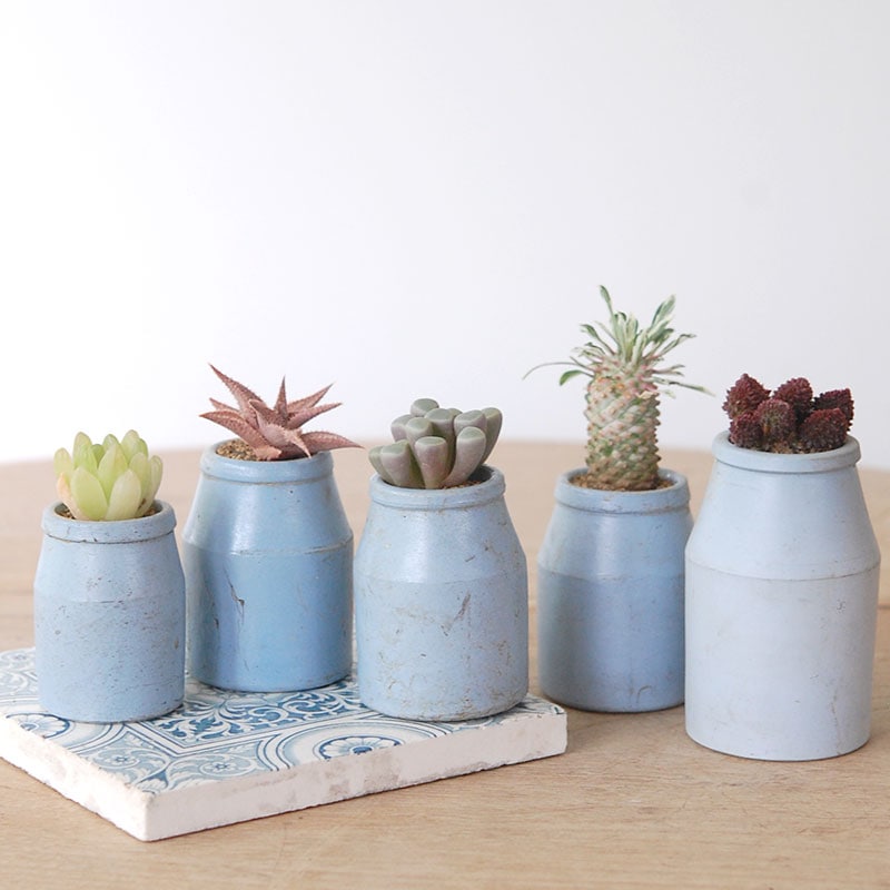 succulent x bule antique イギリスジャー