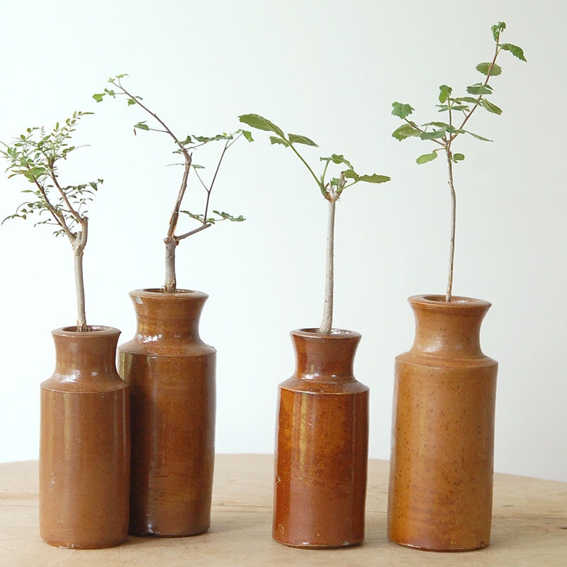 Commiphora x antique イギリスジャー