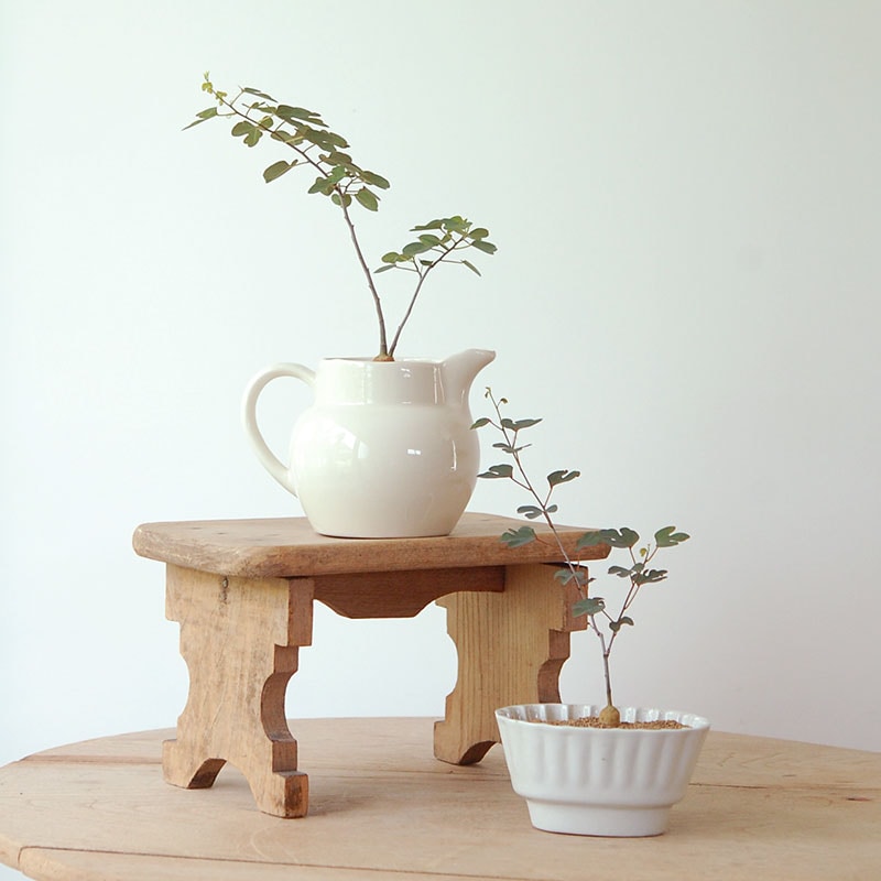 すべての商品の通販・販売｜多肉植物の専門店 solxsol（ソルバイソル）